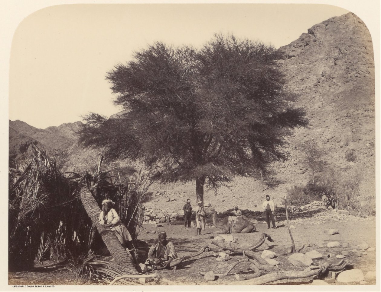 Seyal (Shittim) Tree, Dedicated to the Patron Saint, Wady Feiran by Sgt. James M. McDonald
