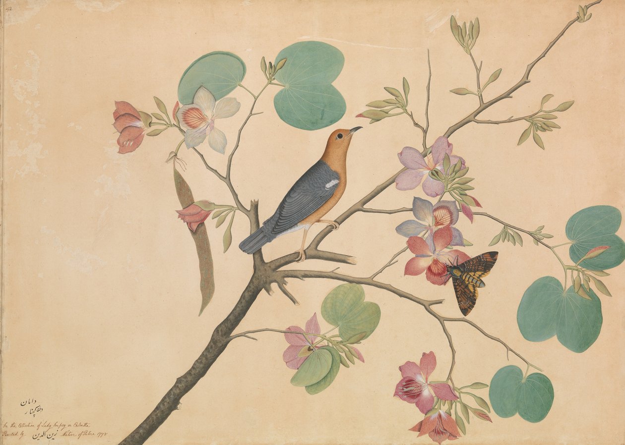 An Orange-Headed Ground Thrush and a Death