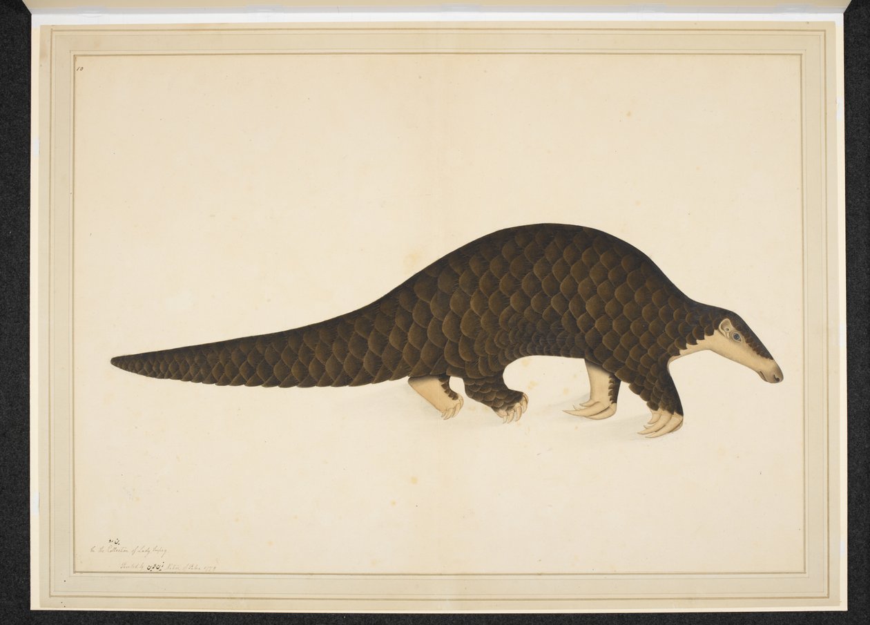 Pangolin or Scaly Anteater by Shaikh Zain ud Din (fl.1777 83)
