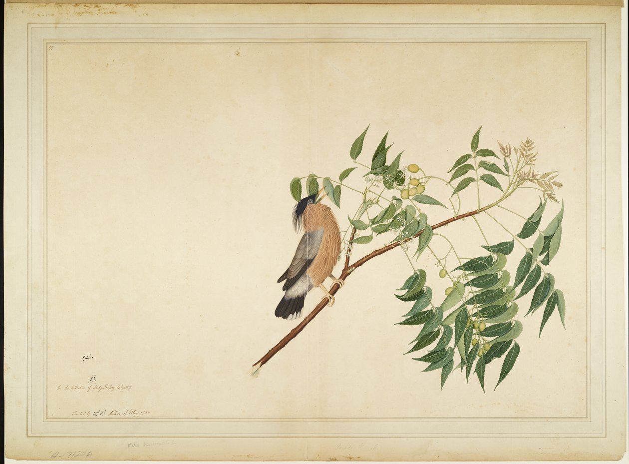 Brahminy Starling on Neem Tree Branch, folio from a Series Commissioned by Lady Impey by Shaikh Zain ud Din