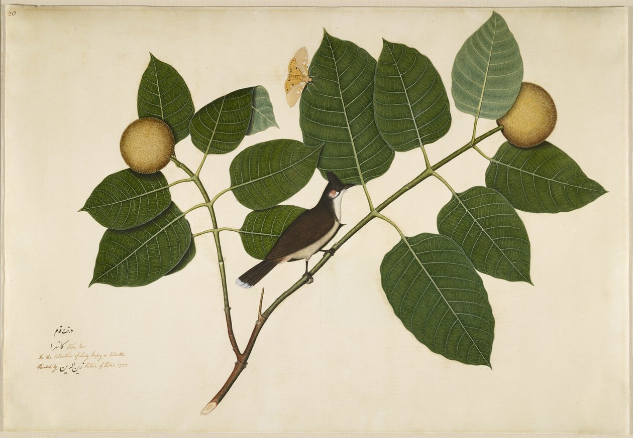 Red Whiskered Bulbul and Aganais Ficus Moth on Kadamba Branch, Folio from a Series Commissioned by Lady Impey by Shaikh Zain ud Din