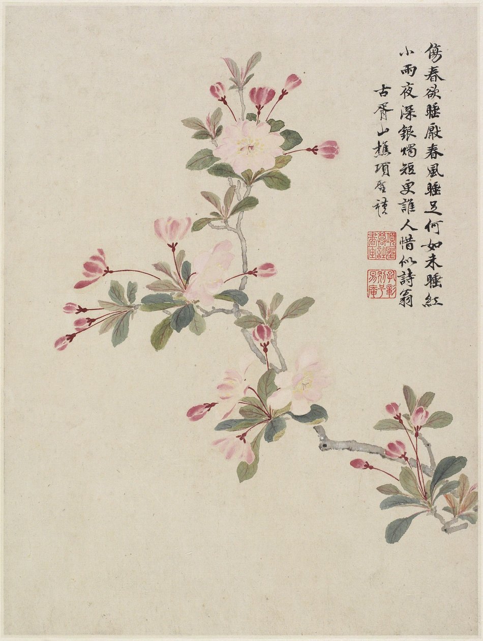 Crab-apple Blossom from a Flower Album of Ten Leaves, 1656 by Shengmo Xiang