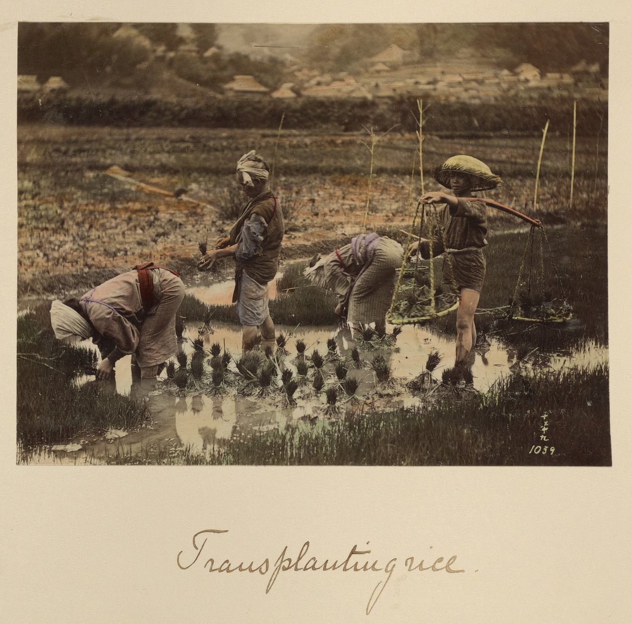 Transplanting Rice by Shinichi Suzuki