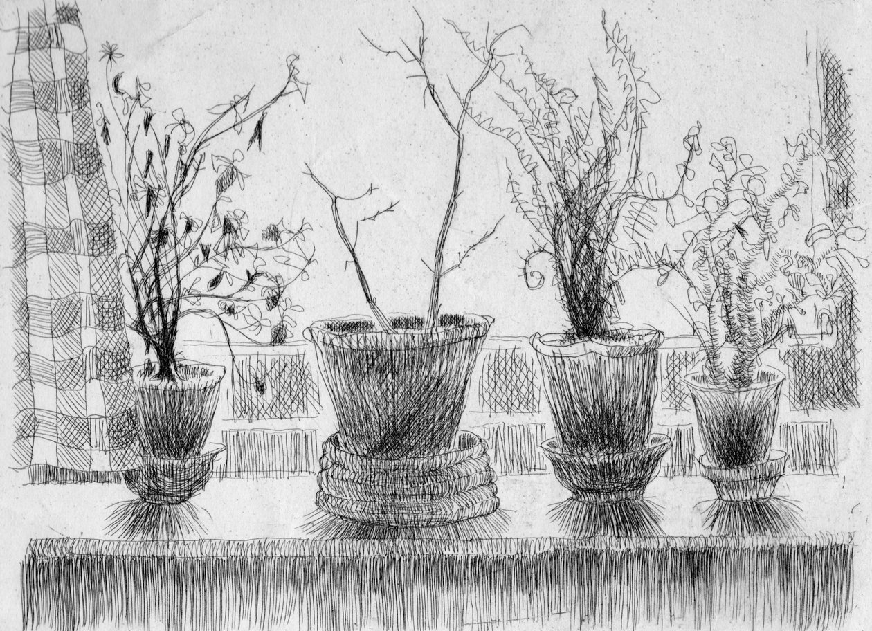 Dead plants on a windowsill by Shirley Markham