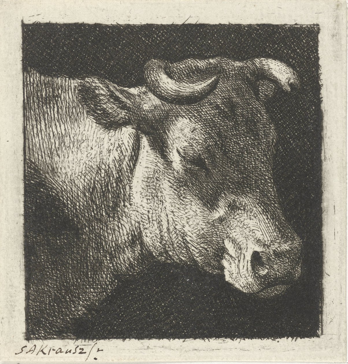 Cow's Head Facing Right by Simon Andreas Krausz