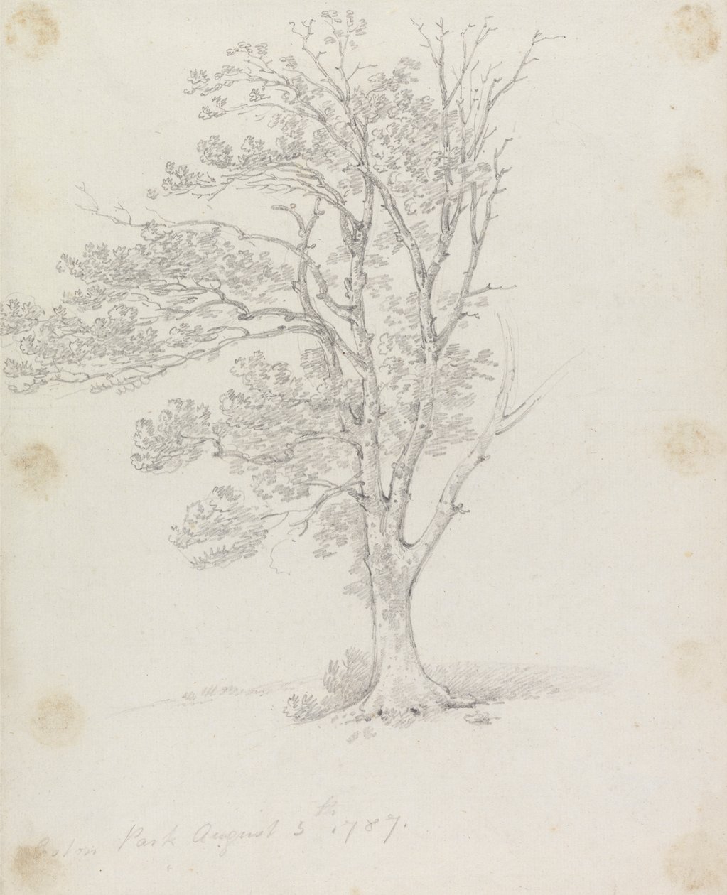 Tree at Easton Park by Sir George Howland Beaumont seventh Baronet
