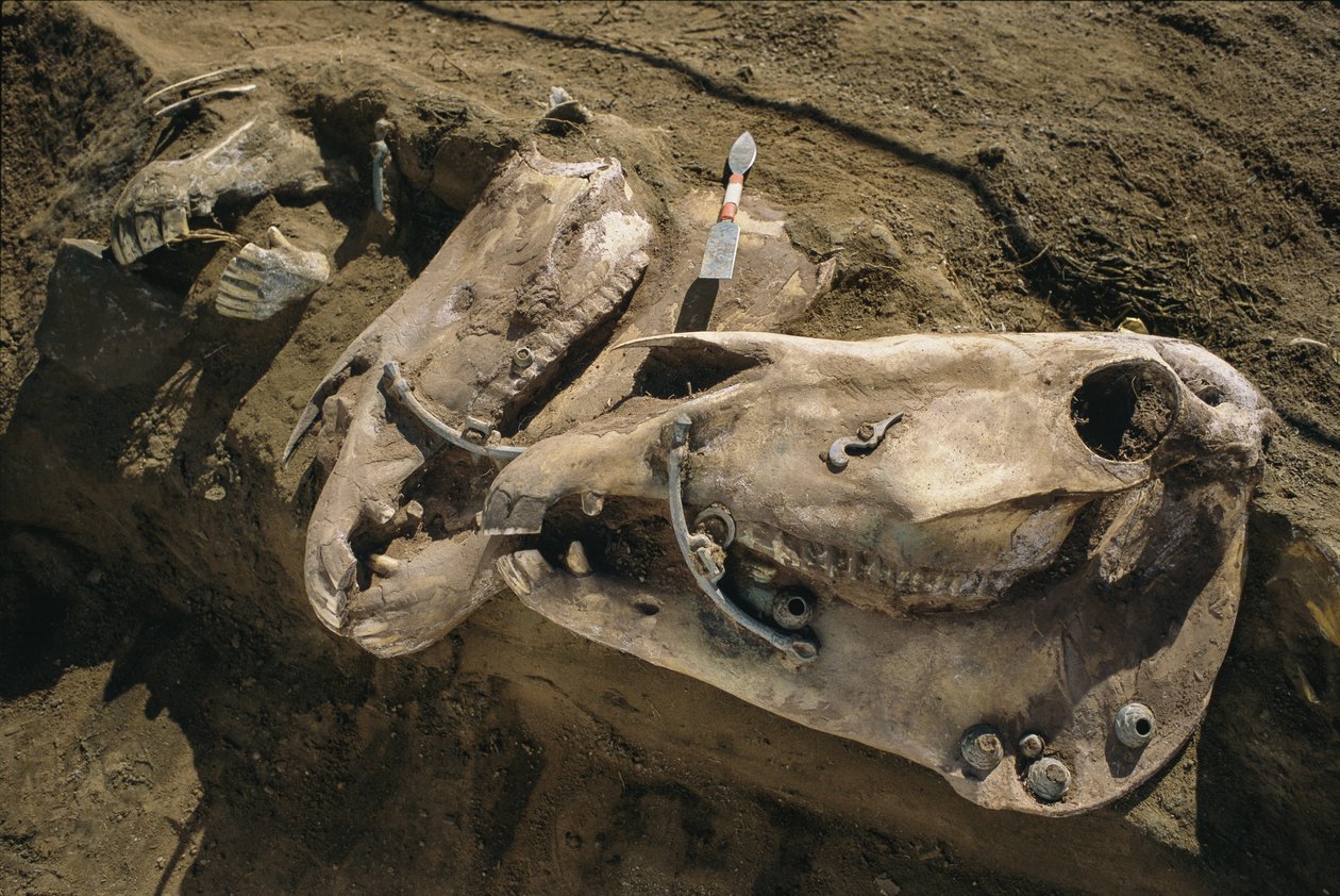 Horse skulls with bridle parts still in place fill a Scythian grave, 2022 by Sisse Brimberg