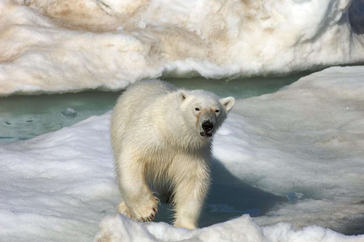 Polar bear walking across an ice floe, Svalbard Islands, Norway, 2022 (photo) by Sisse Brimberg