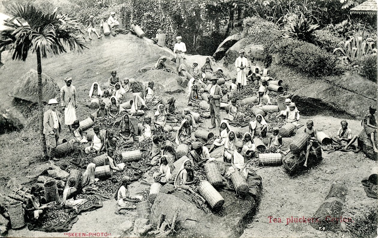 Tea-pluckers, Ceylon by Skeen and Co.