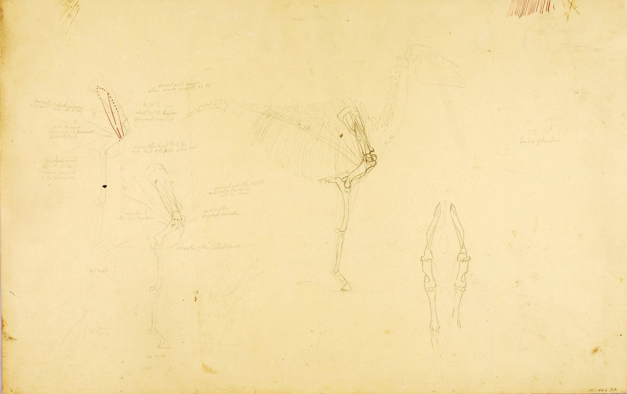 Horse Anatomy by Solon H. Borglum