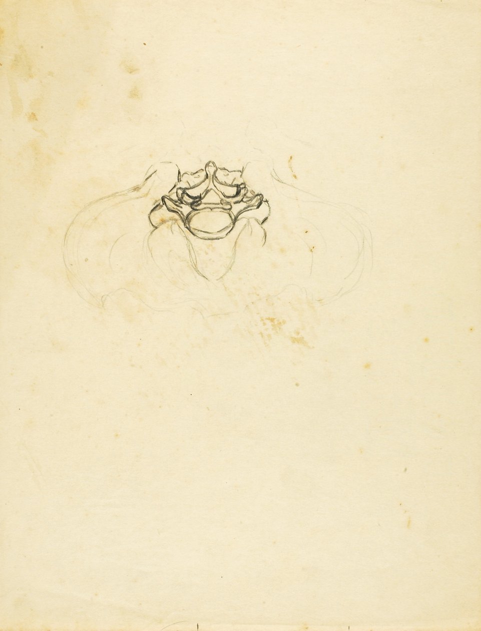 Pelvis by Solon H. Borglum