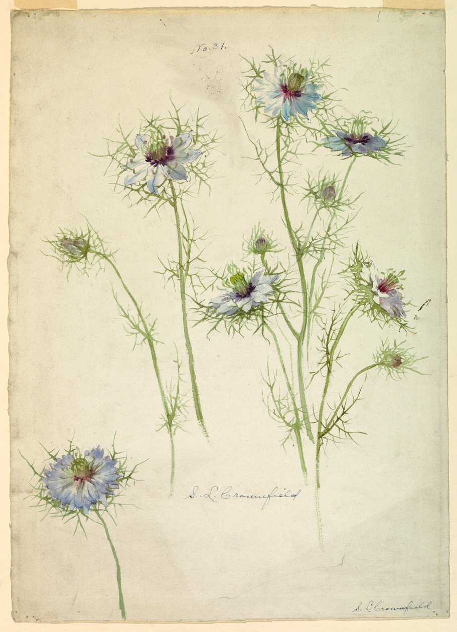 Studies: Love-in-a-mist, late 19th century by Sophia L. Crownfield