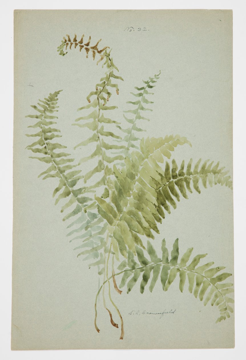 Study of Fern by Sophia L. Crownfield