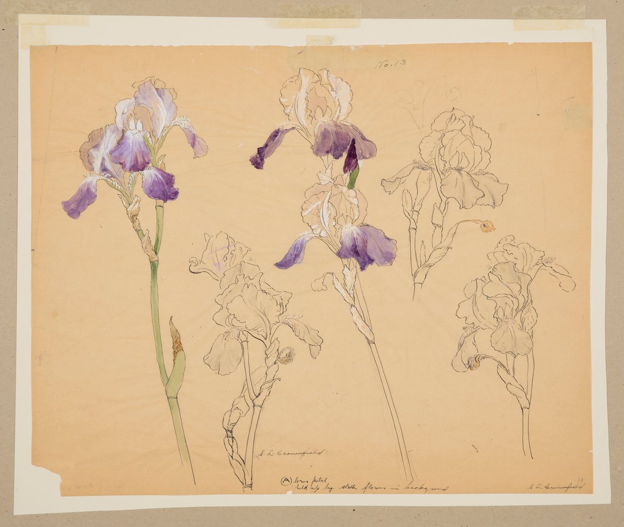 Study of Irises by Sophia L. Crownfield