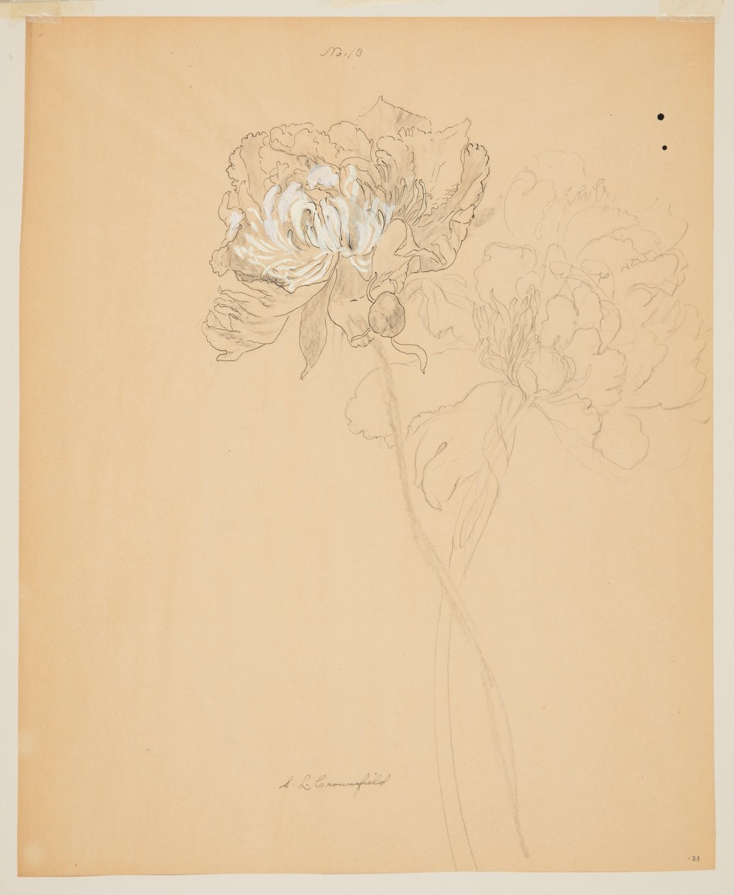 Study of Peonies by Sophia L. Crownfield