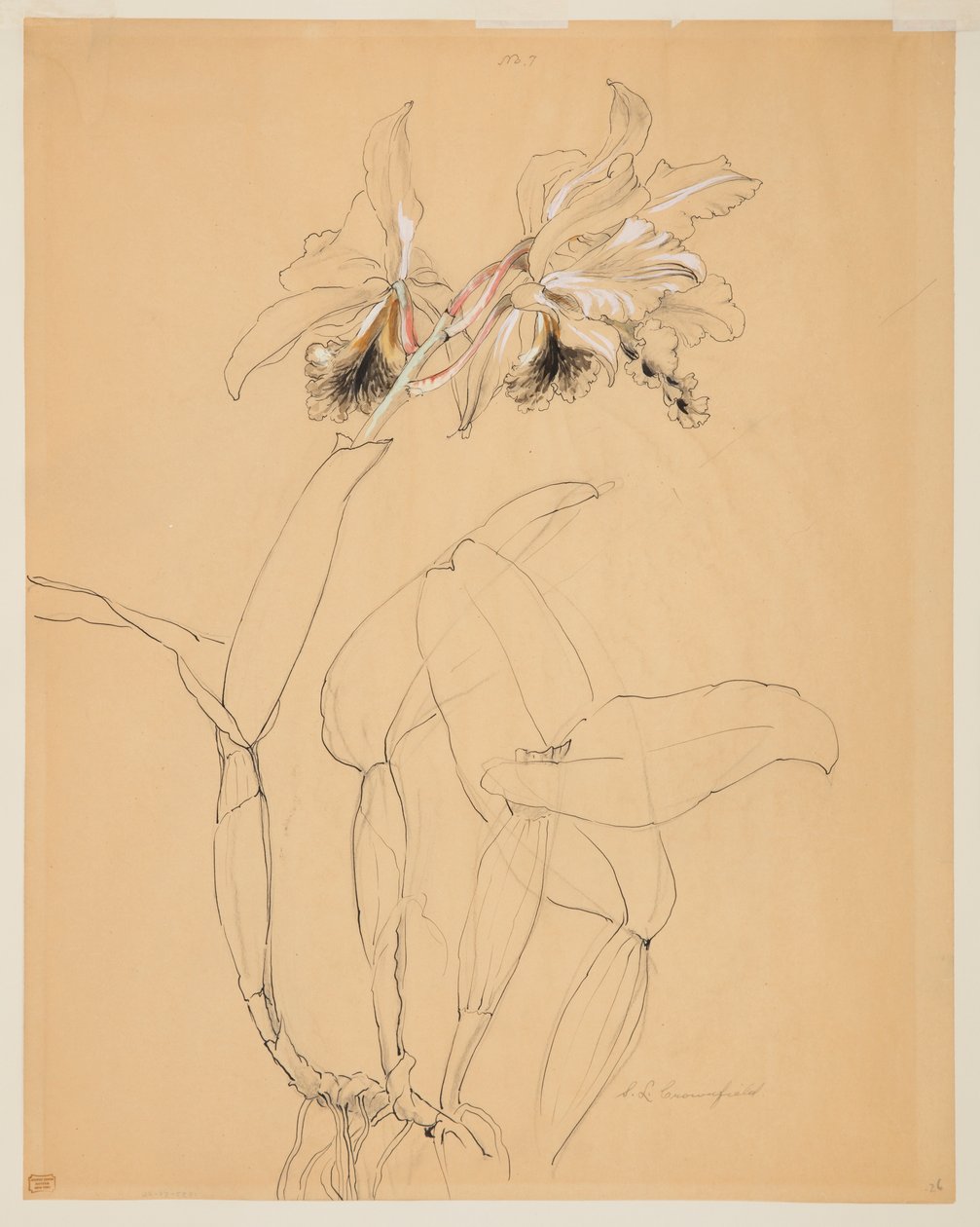Study of an Orchid by Sophia L. Crownfield