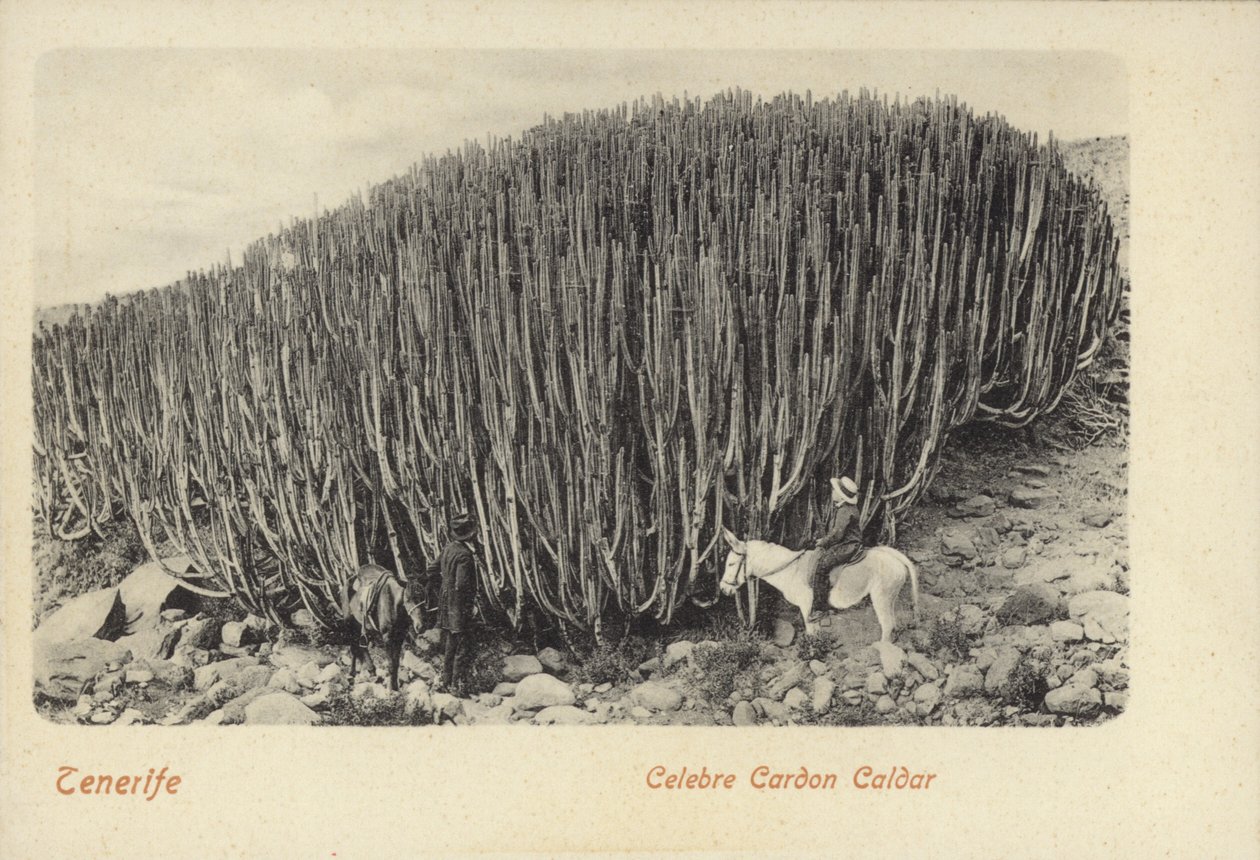 Men Viewing the Famous Cactus at Cardon in Tenerife by Spanish Photographer