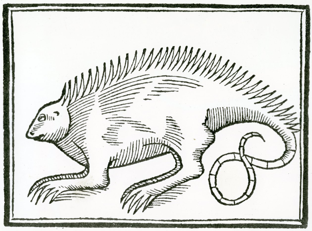 A Reptile found in the New World, from 