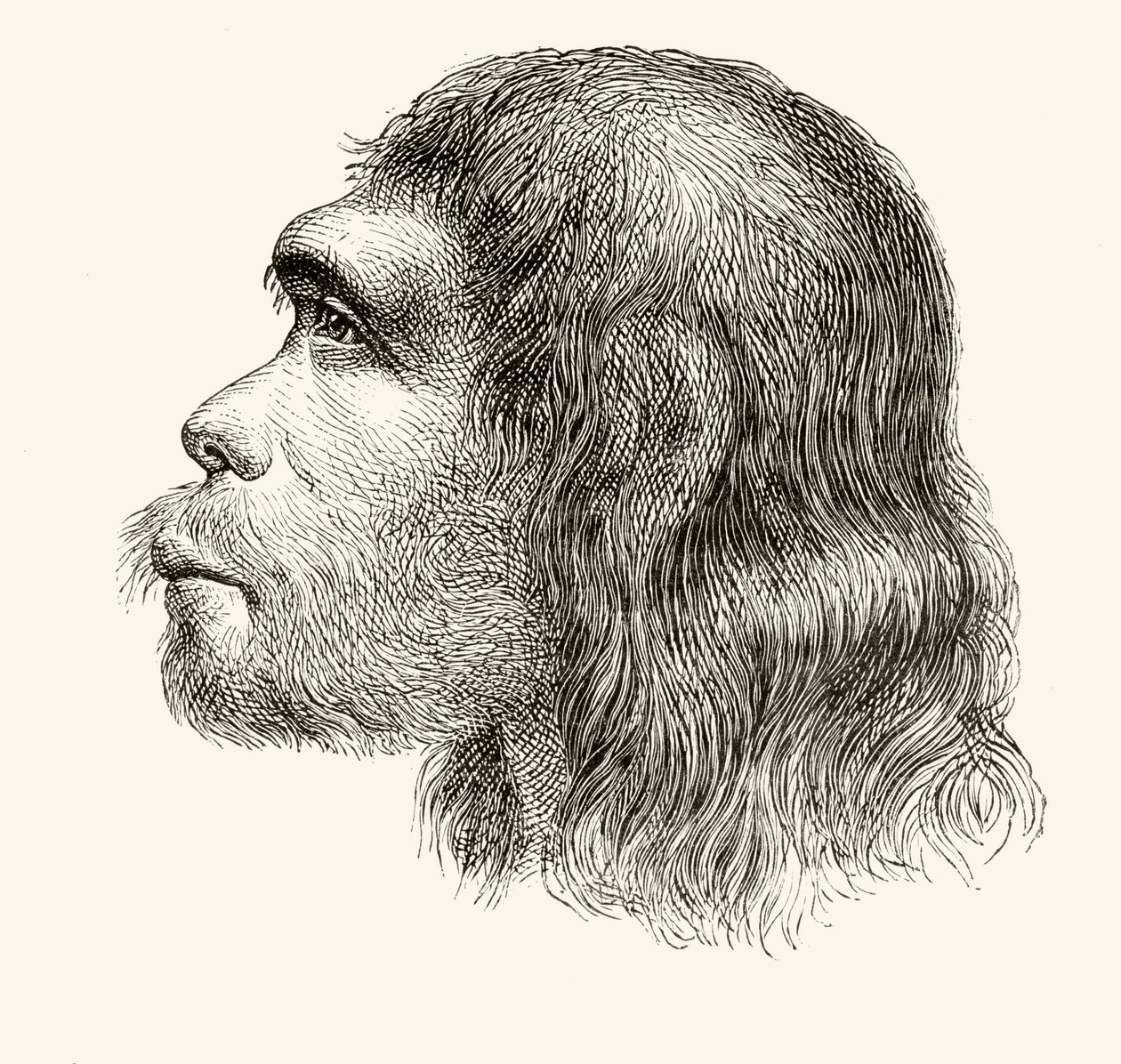 Head of a Neanderthal Man, from 'Nuestro Siglo'
