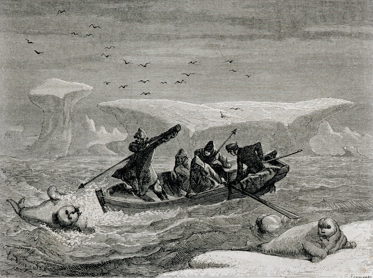 Hunting Walrus with Harpoons in the Spitsbergen Islands, Svalbard archipelago, illustration from 