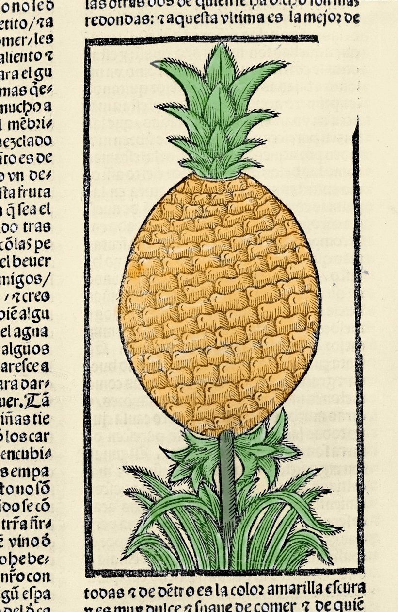 Representation of a pineapple. Engraving from the book 