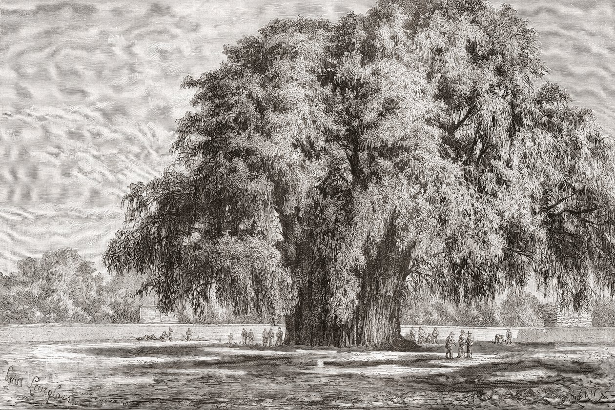 The Tule Tree at Santa María del Tule by Spanish School