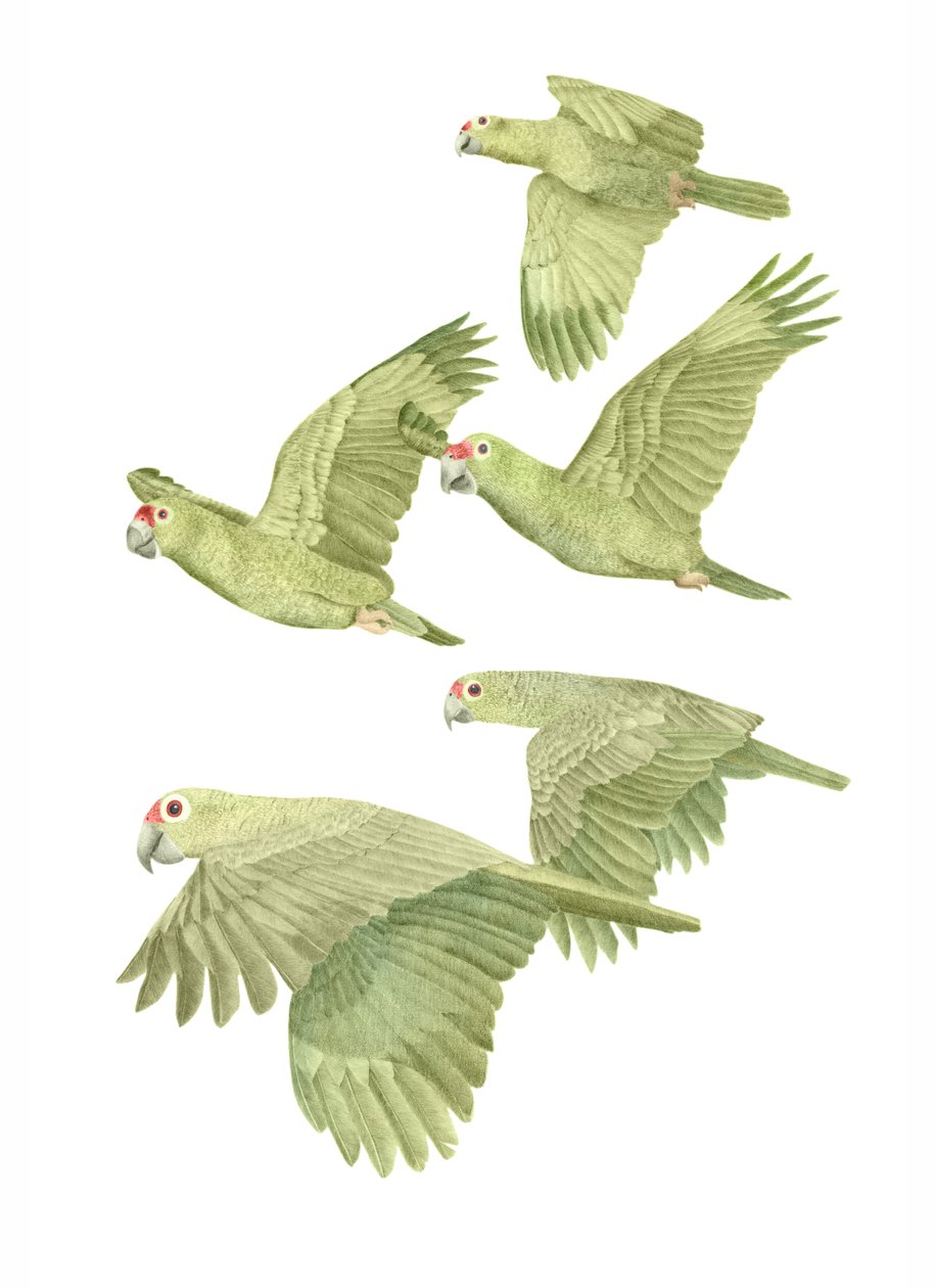Costa Rica Red Lored Parrots by Stacy Hsu