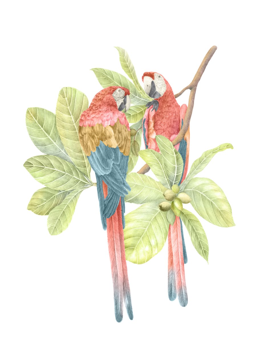 Costa Rica Scarlet Macaw by Stacy Hsu