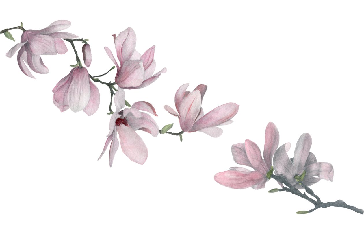 Magnolia by Stacy Hsu