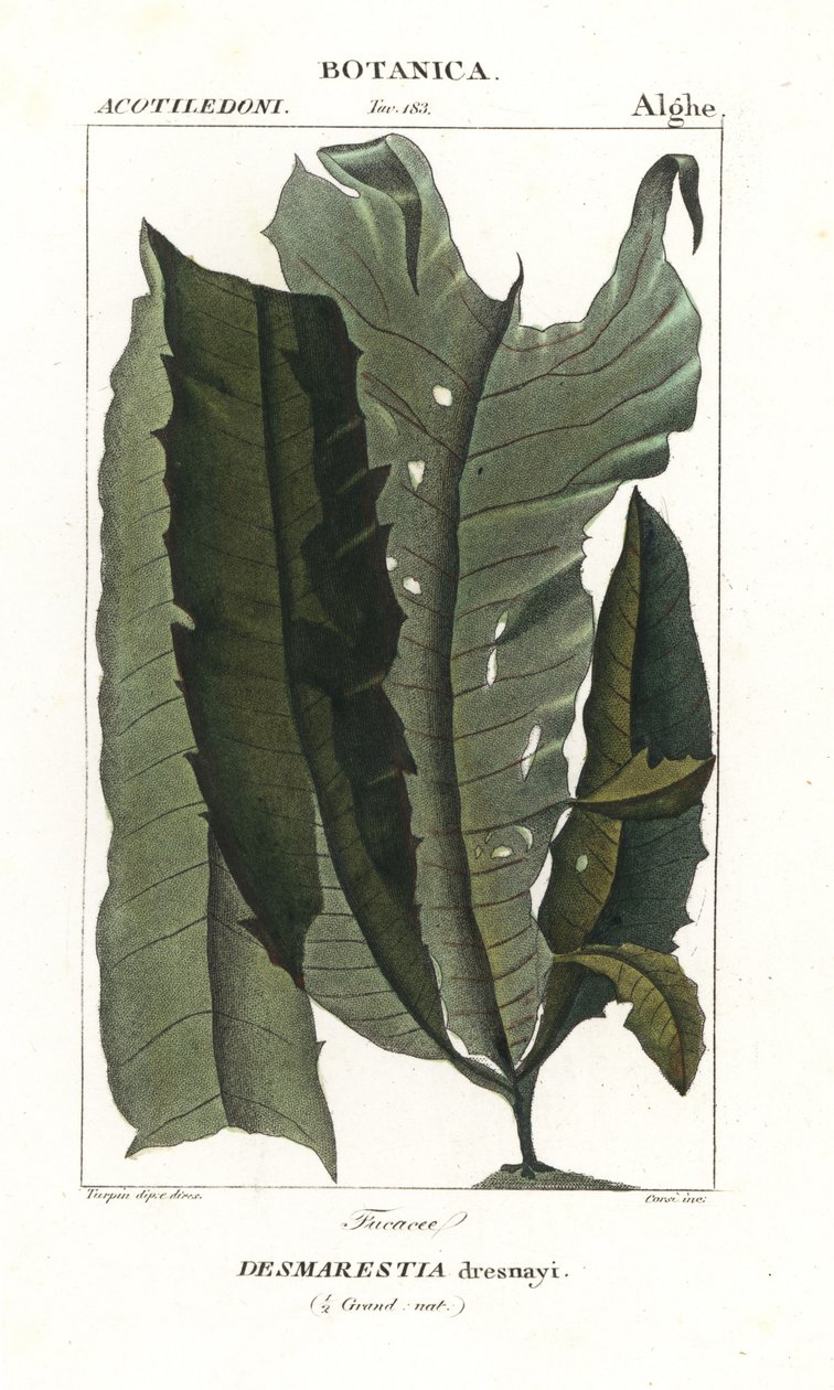 Acid Weed or Mermaid’s Hair, Desmarestia dresnayi by Stanghi Stanghi