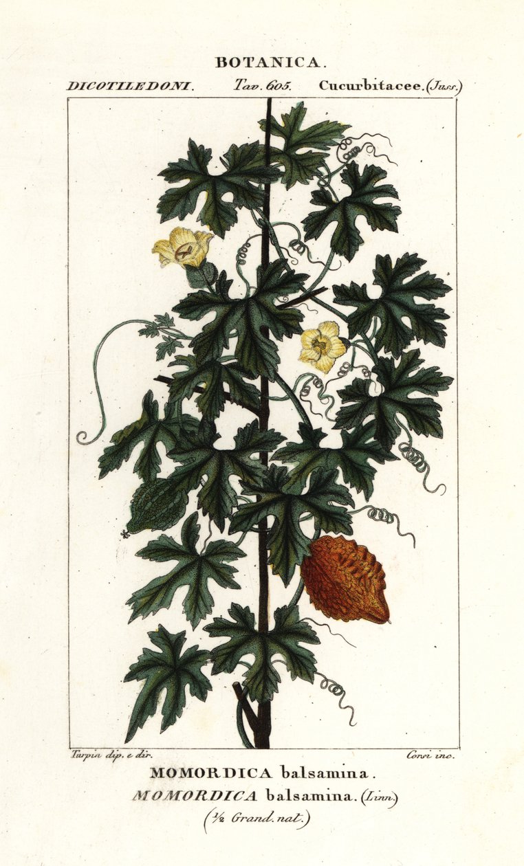 African cucumber, Momordica balsamina by Stanghi Stanghi
