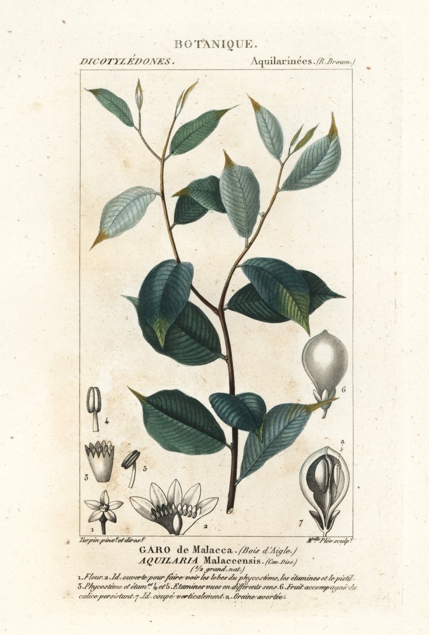 Agarwood, Aqualaria malaccensis Critically endangered by Stanghi Stanghi