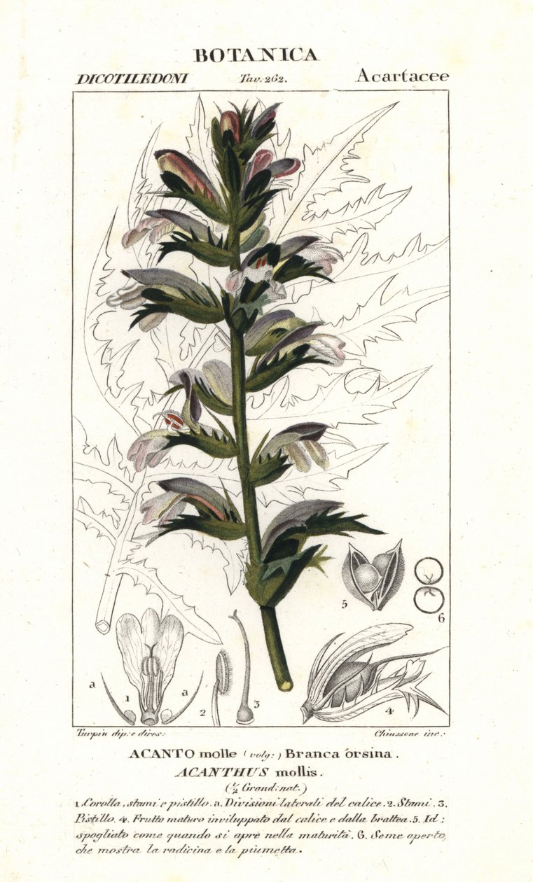 Bear’s breeches or sea dock, Acanthus mollis by Stanghi Stanghi