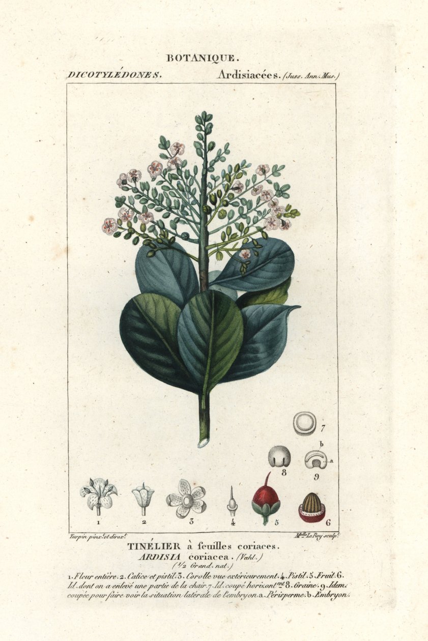 Beefwood, Ardisia coriacea by Stanghi Stanghi