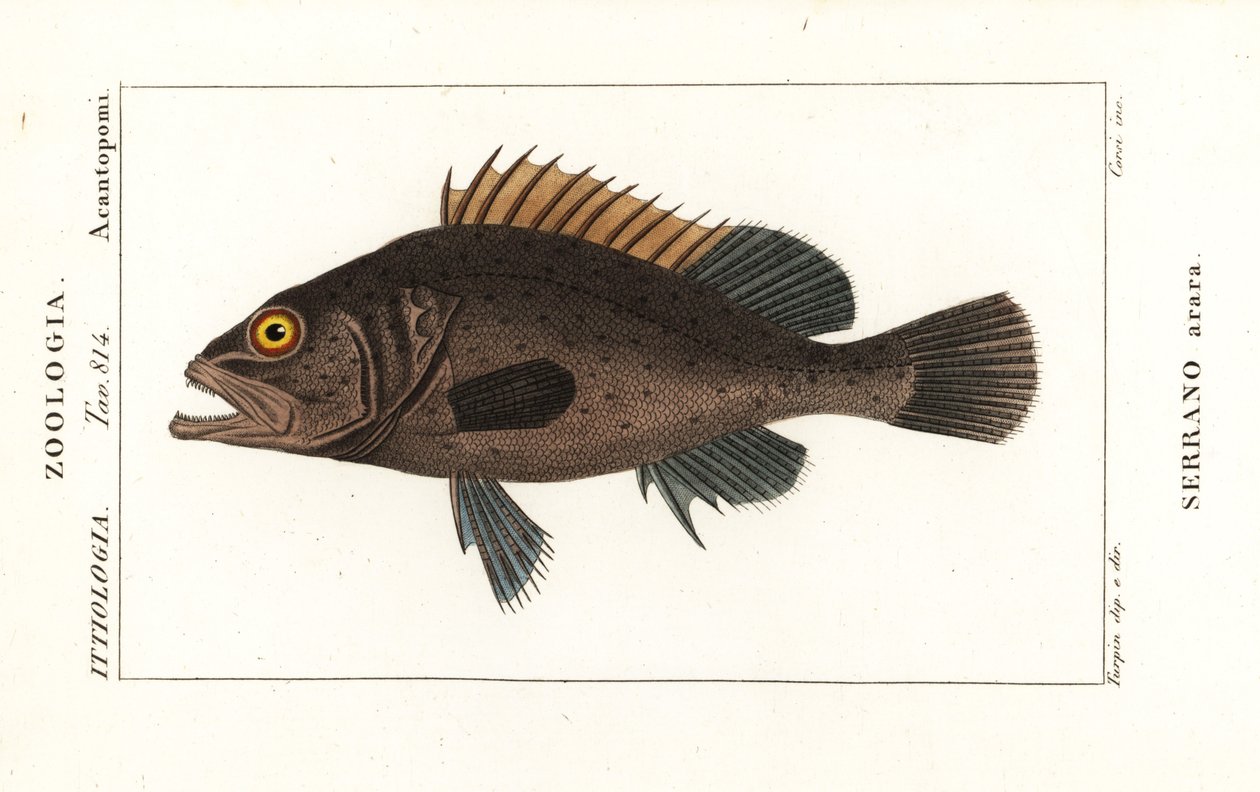 Black Grouper, Mycteroperca bonaci by Stanghi Stanghi