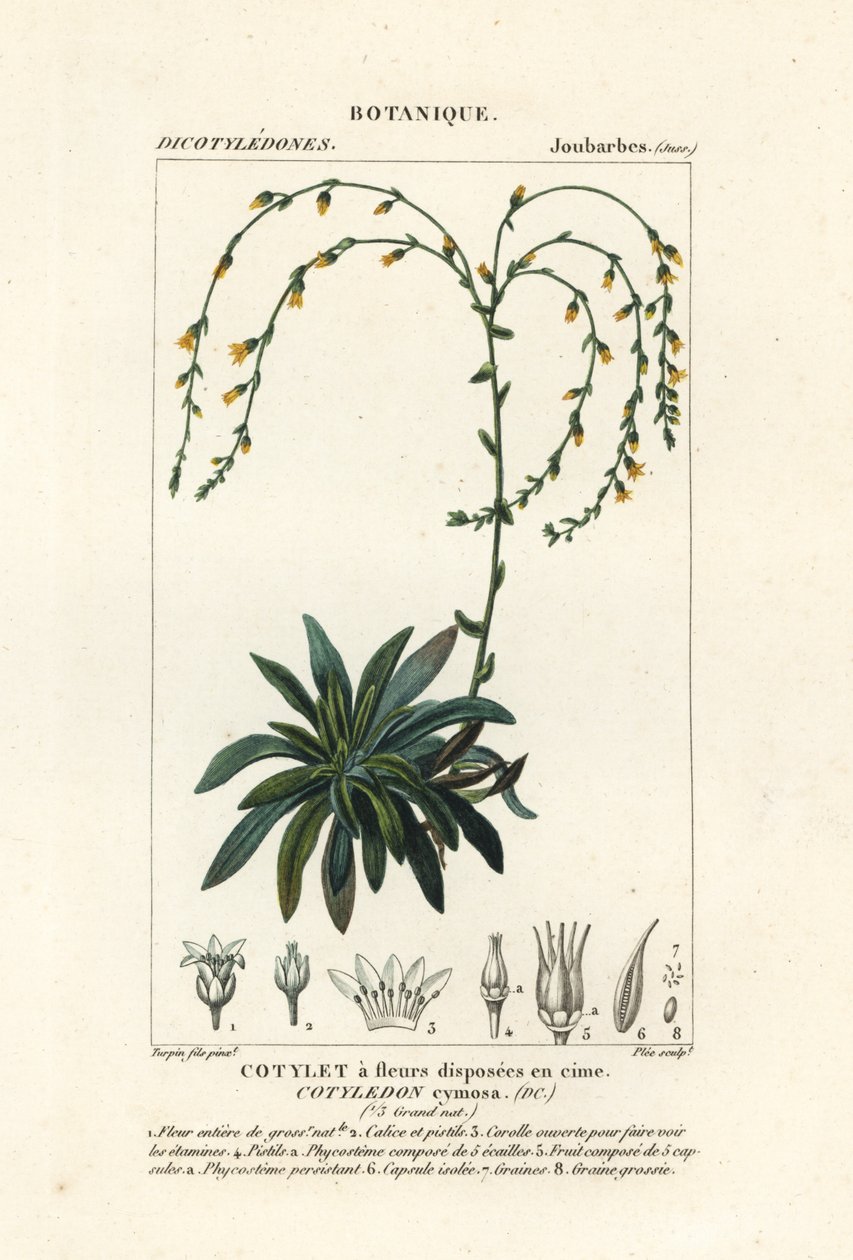 Canyon live-forever, Dudleya cymosa by Stanghi Stanghi