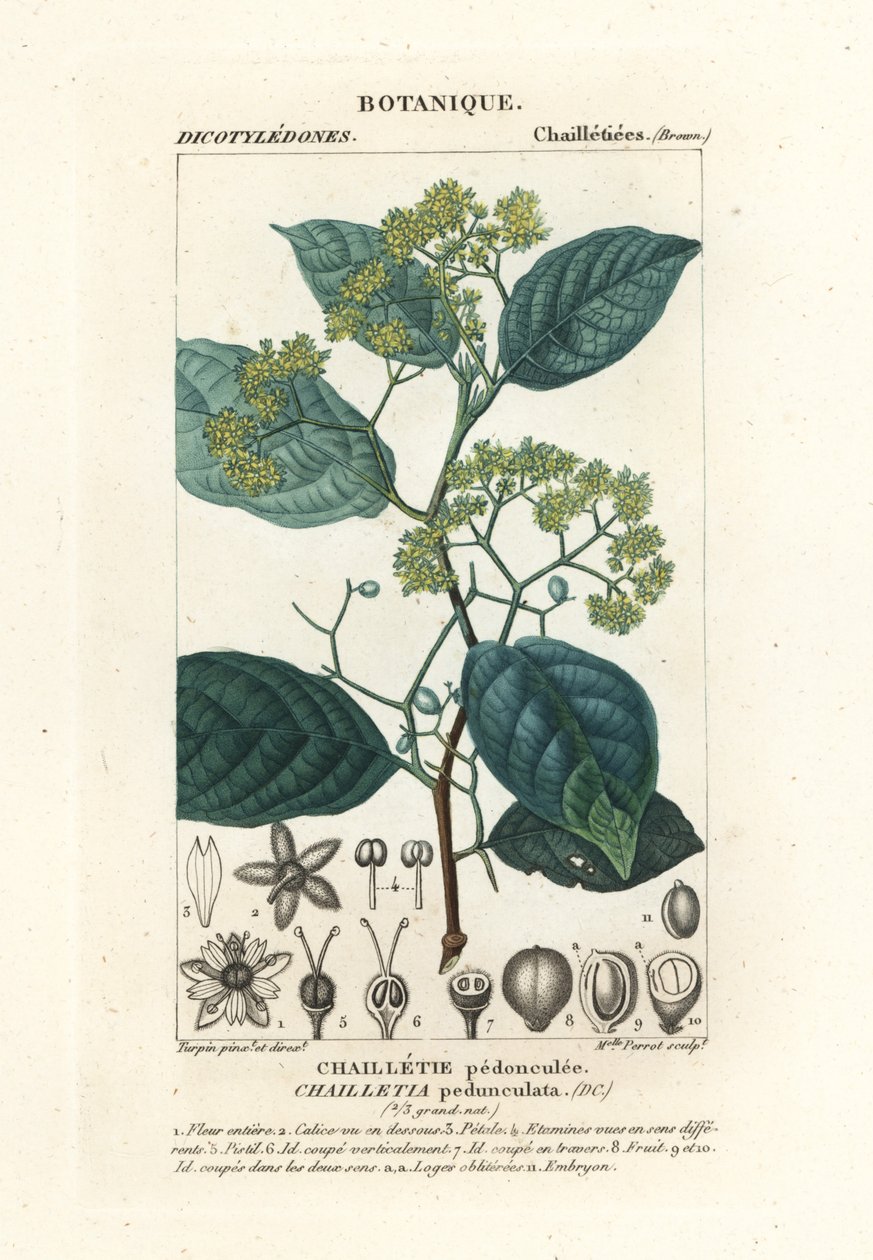 Dichapetalum pedunculatum by Stanghi Stanghi