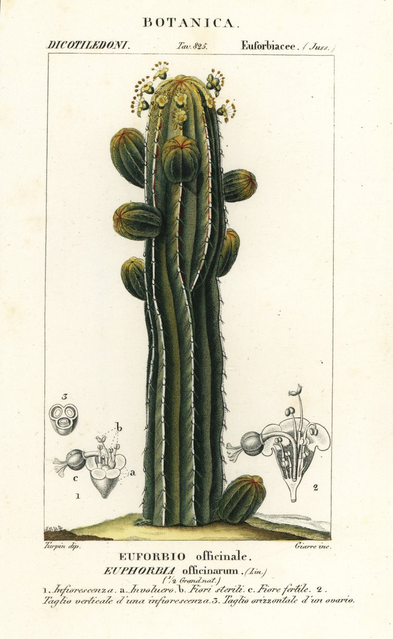 Euphorbia officinarum by Stanghi Stanghi