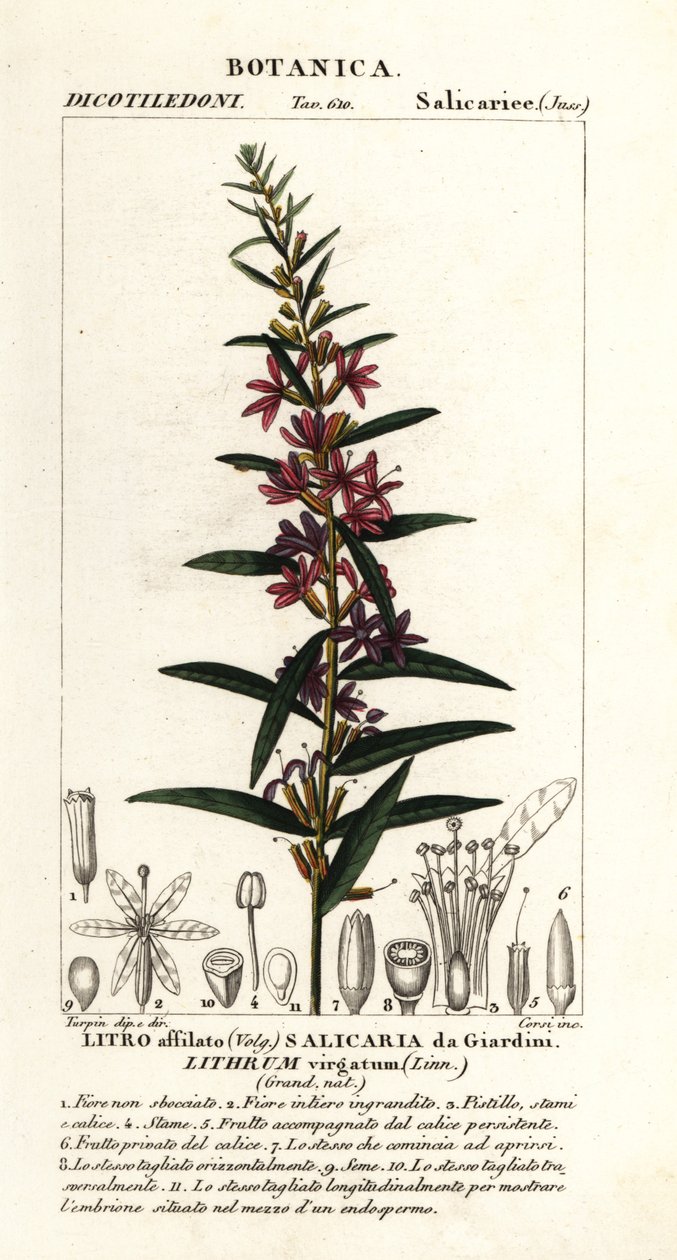 European wand loosestrife, Lythrum virgatum by Stanghi Stanghi