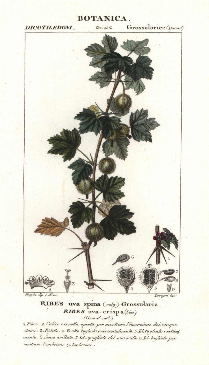 Gooseberry, Ribes uva-crispa by Stanghi Stanghi