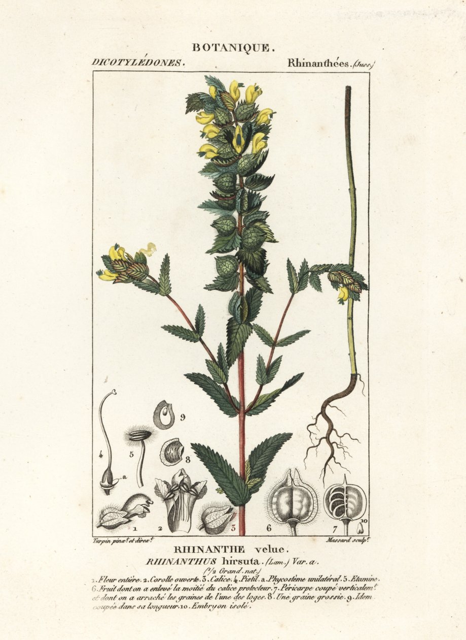 Greater yellow rattle by Stanghi Stanghi