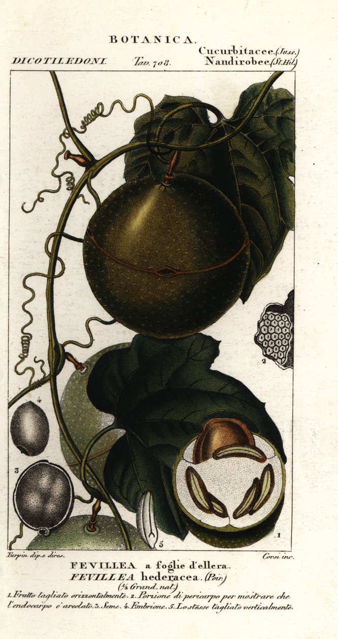 Javillo or Antidote Caccoon Fruit, Fevillea Cordifolia by Stanghi Stanghi