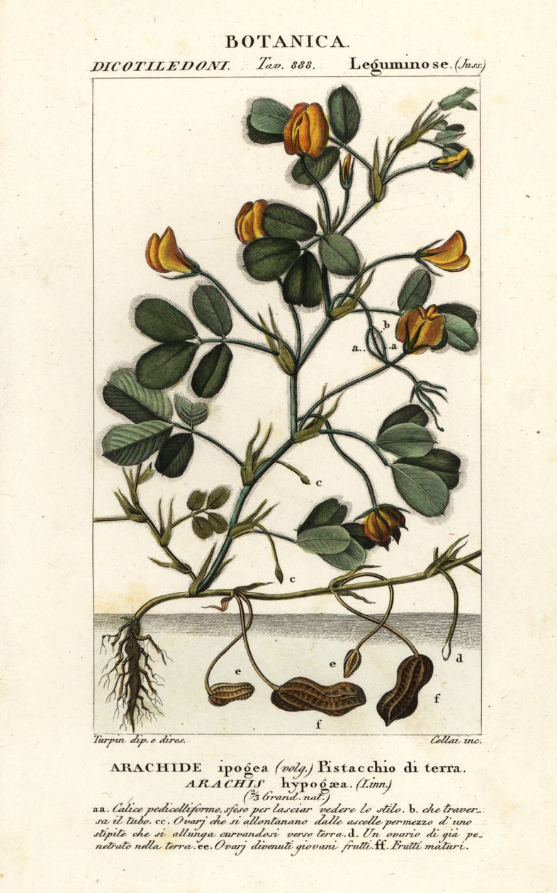 Groundnut Flower Drawing