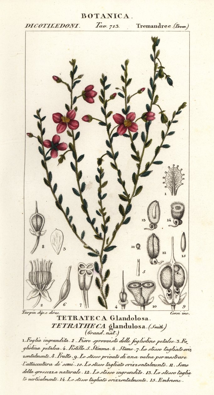 Tetratheca Glandulosa by Stanghi Stanghi