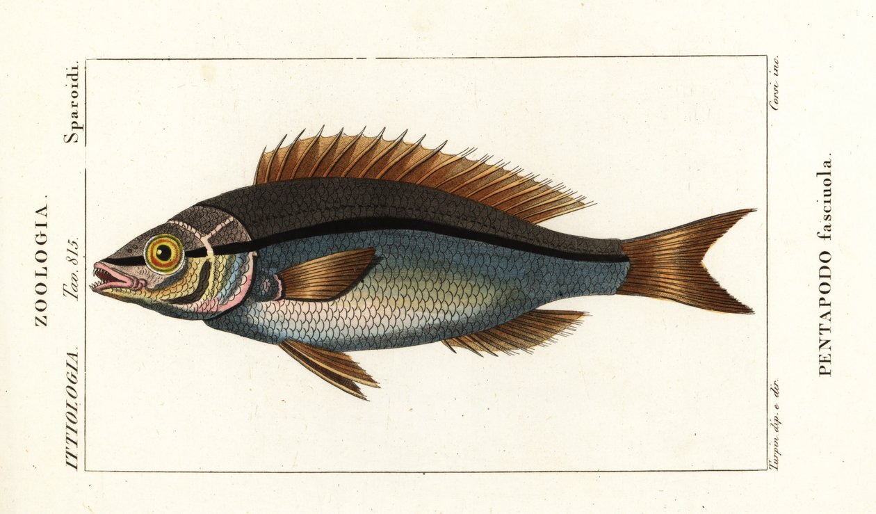 Threadfin bream by Stanghi Stanghi