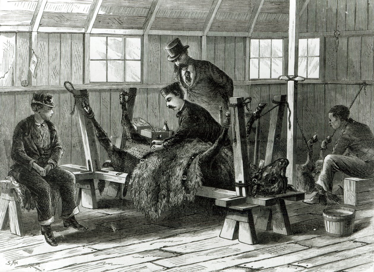 Taking Virus from the Calf, Illustration from 