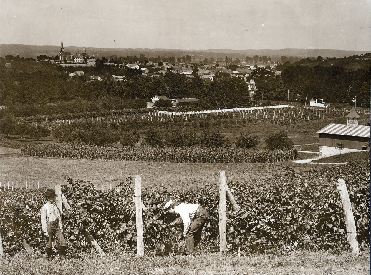 View Looking Across Vineyards at Hermann, Missouri by George Stark
