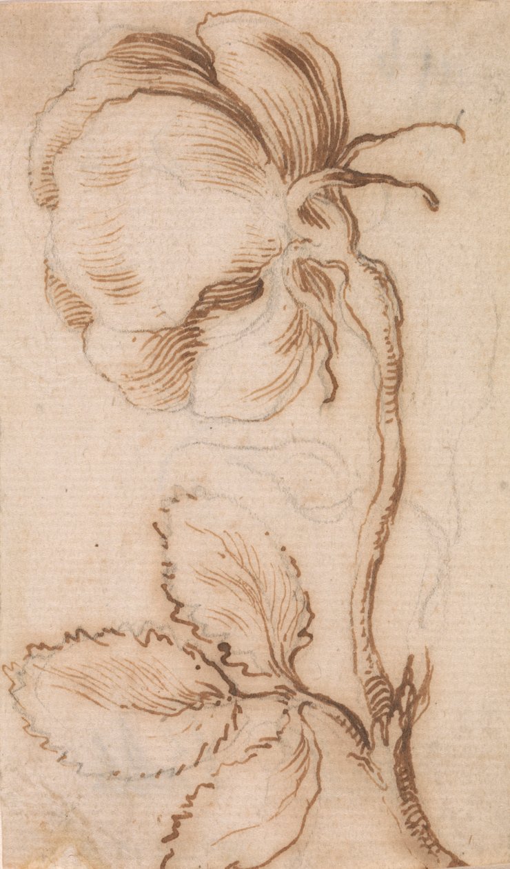 A Study of Pinks and Roses by Stefano della Bella