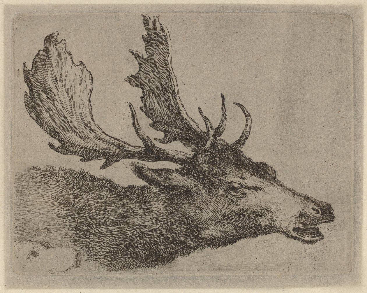Head of a Stag Turned Right by Stefano della Bella
