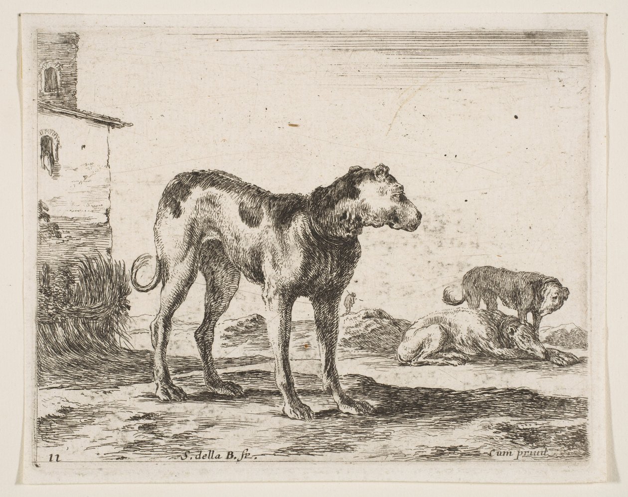 Plate 11: Dogs, from Various Animals, ca. 1641 by Stefano della Bella